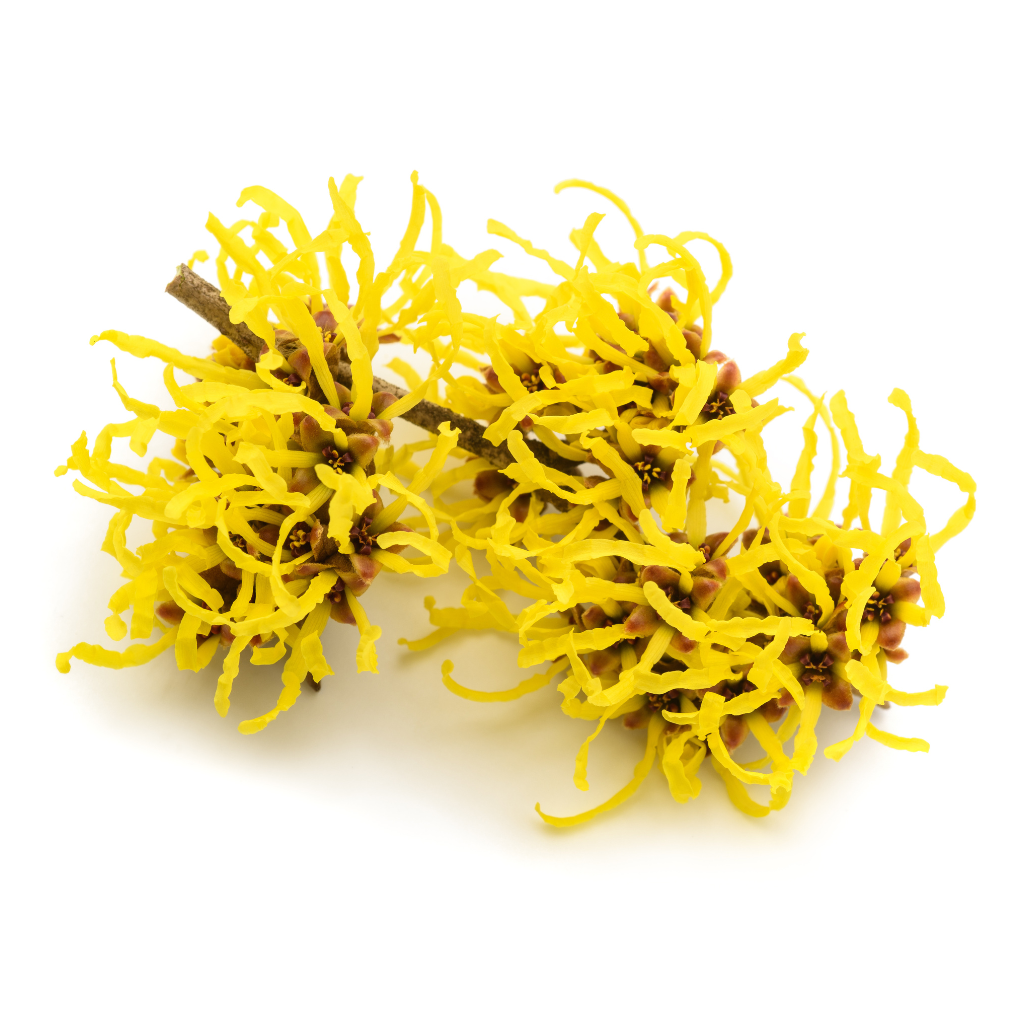 Witch Hazel Ingredient Image